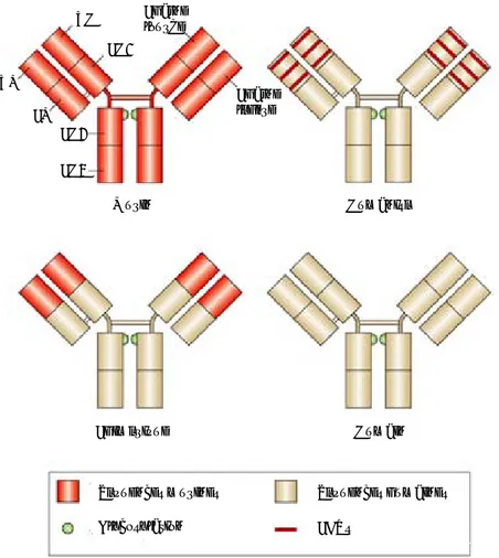 Figure 9: Différentes étapes vers l’humanisation des anticorps, adapté de Carter, 2001