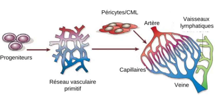Figure 2 : Vasculogenèse, angiogenèse et artériogenèse. Dans l’embryon, les cellules progénitrices  endothéliales (angioblastes) s’assemblent en un réseau primitif (vasculogenèse), qui se développe et se  remodèle (angiogenèse)