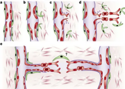 Figure 3 : l’angiogenèse bourgeonnante. Elle est caractérisée par quatre phases : la phase d’initiation (b),  définie par une vasodilatation et une augmentation de la perméabilité vasculaire
