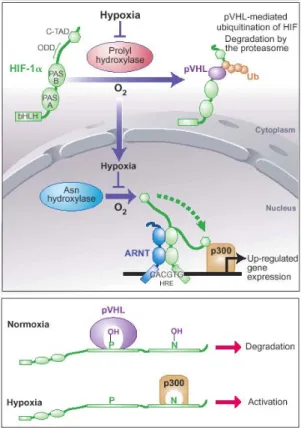 Figure 5 : Rôle de HIF en condition d’hypoxie ou normoxie 