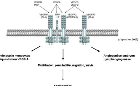 Figure 7 : Famille des VEGF et de leurs récepteurs. La stimulation du VEGFR-1 et du VEGFR-2 par  différents membres de la famille VEGF induit l’angiogenèse, tandis que celle du VEGFR-3 la  lymphangiogenèse