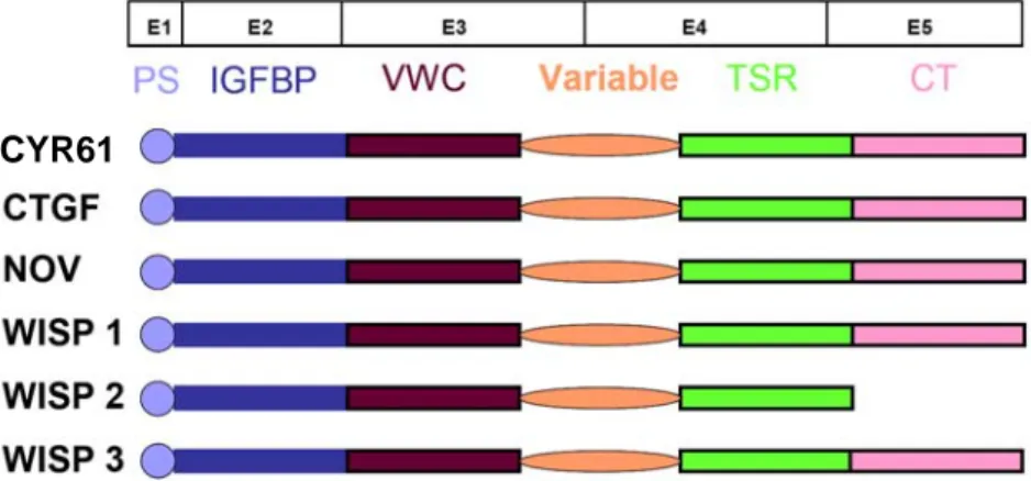 Figure 8 : Représentation de la structure multimodulaire des gènes de la famille CCN et des protéines  correspondantes