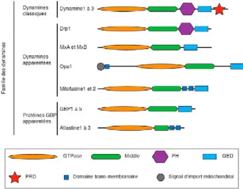 Figure 11. Structure des protéines de la famille des dynamines.