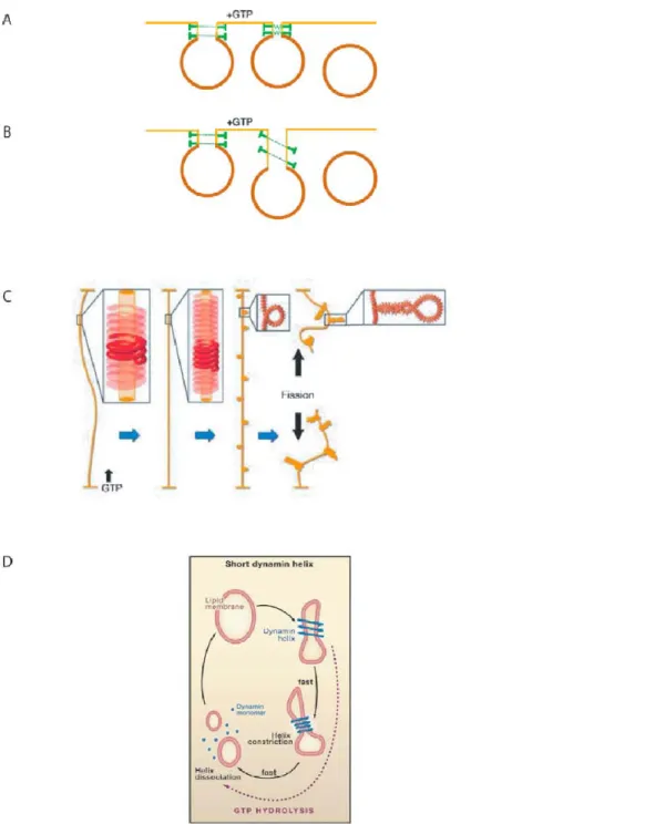 Figure 13.  Les différents modèles du mécanisme d’action des dynamines dans la fission des membranes.