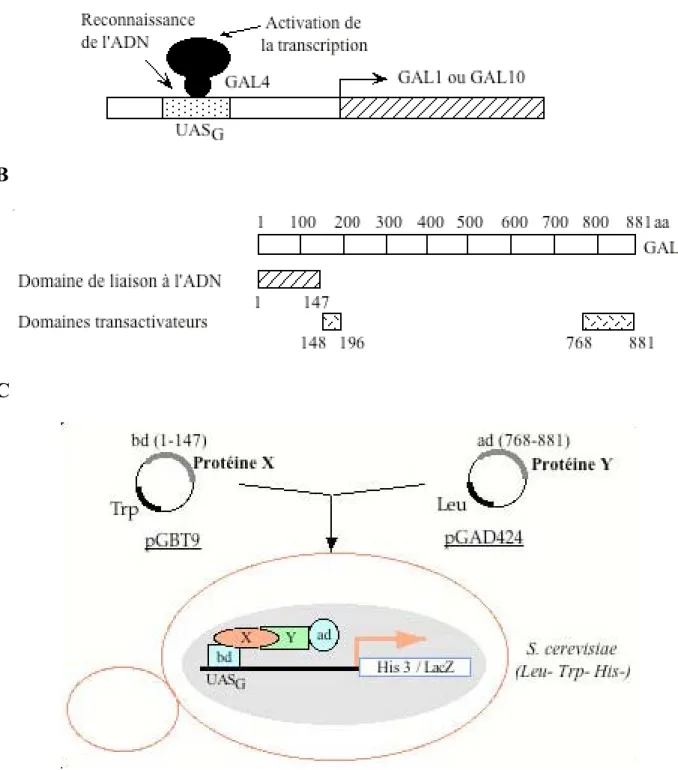 Figure 28. Principe expérimental du double hybride.