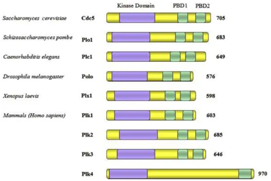 Figure 3 : Représentation  schématique des Polo-like kinases :