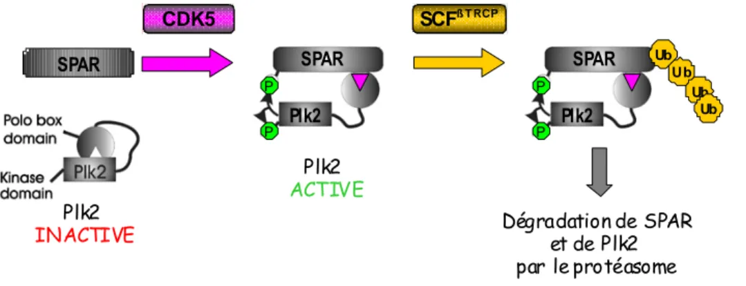 Figure 6 : Dégradation protéaso me dépendante de SPAR p ar Plk2 :