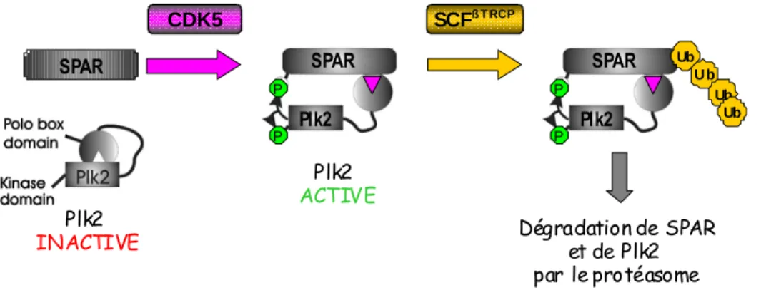 Figure 6 : Dégradation protéaso me dépendante de SPAR p ar Plk2 :