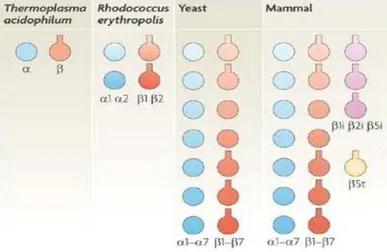 Figure 2 : Evolution de la co mposition du protéasome 20S dans diff érents organismes :