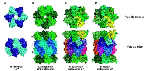 Figure  3 : Structures cristallograp hiques des protéasomes 20S pro caryo tes  (A et B) et eucaryotes (C et D) : A : Haemophilus influenza 