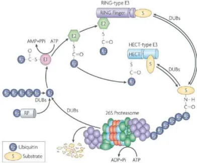 Figure 5 :  Le système ubiquitine-protéasome :