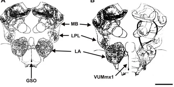 Figure 15. Innervation du neurone VUMmx1 dans le cerveau de l’abeille. A. Innervation bilatérale 