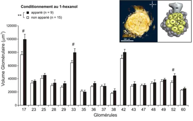 Figure  17.  Volume  glomérulaire  mesuré  trois  jours  après  un  conditionnement  du  REP