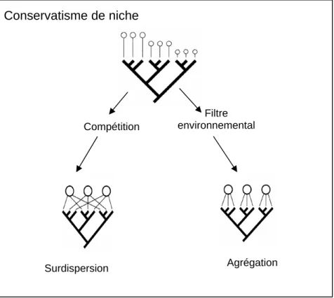 Figure 9.  Dans le cas de conservatisme de niche, soit lorsque les espèces proches dans leur 