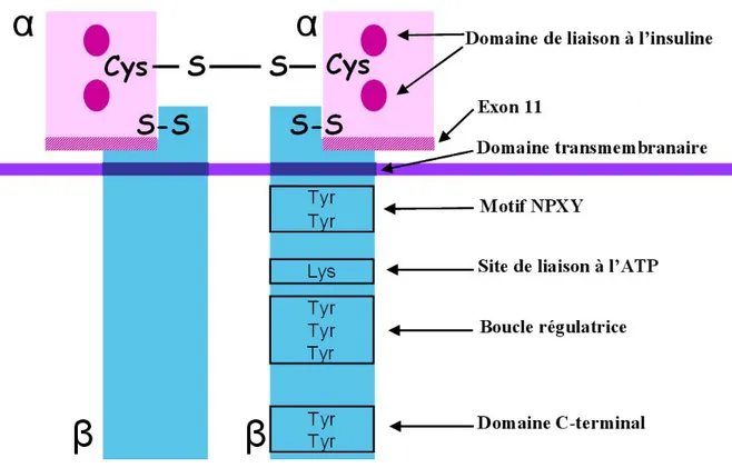 Figure 7 : Représentation simplifiée de la structure secondaire du récepteur de l’insuline  