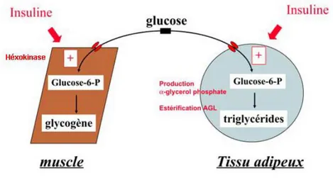 Figure 11: Action physiologique de l’insuline dans le muscle et le tissu adipeux. 