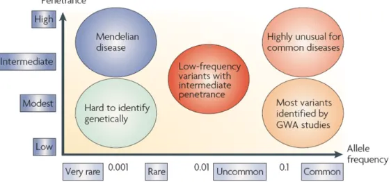 Figure 9 : Les variants de faible fréquence et la susceptibilité aux maladies. D’après McCarthy et al., Nat
