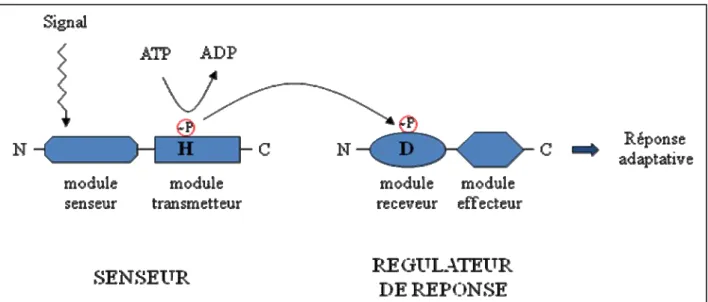 Figure 3 : Transduction du signal au sein d’un système à deux composants classique. 
