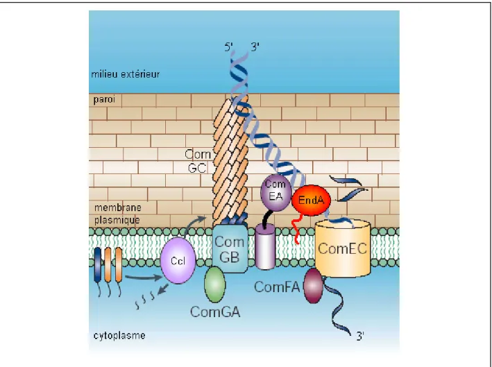 Figure 9 : Liaison et entrée de l’ADN pendant la transformation chez S. pneumoniae. 