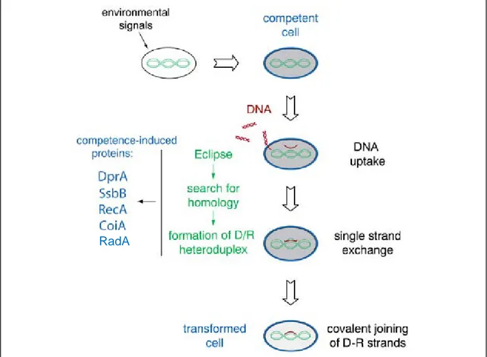 Figure 14 : Principales étapes dans le processus de transformation génétique chez S. pneumoniae et  protéines impliquées
