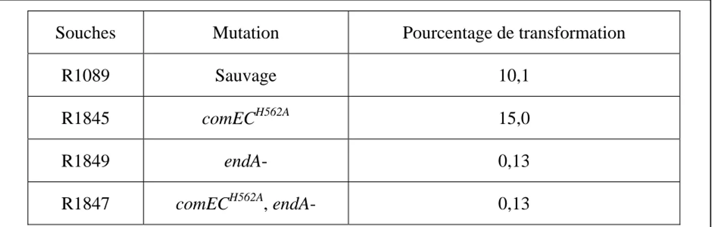 Tableau 2 : Capacité de transformation d’un mutant endA- et effet de la mutation comEC H562A 