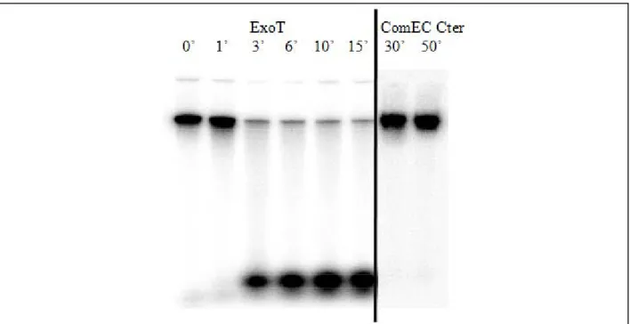 Figure 23 : Révélation d’une activité DNase par dégradation d’oligonucléotides. 