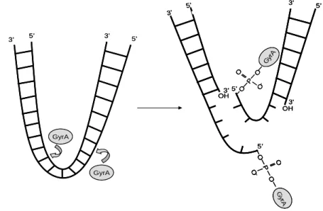 Figure 8 : Schéma de la fixation de la sous-unité gyrA à l’ADN. 