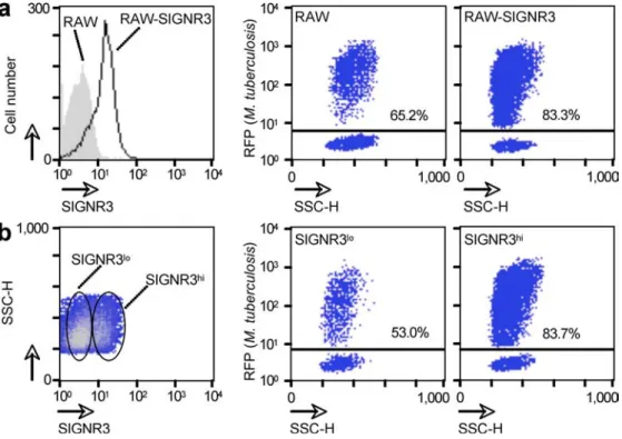 Figure 2.  SIGNR3 recognizes M. tuberculosis bacilli. (a) RAW and RAW-SIGNR3 cells were analyzed by flow cytometry for SIGNR3 expression (left )