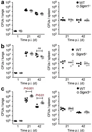 Figure 4.  The antimycobacterial adaptive immune response is in- in-tact in SIGNR3-deficient mice