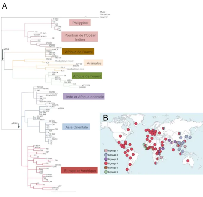 Figure 9 │ L’organisation phylogéographique de M. tuberculosis