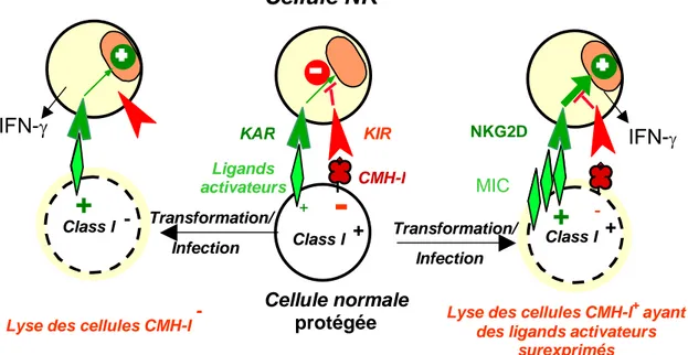 Figure 1 : Balance des signaux activateurs et inhibiteurs au cours  des réponses immunes médiées par les cellules NK