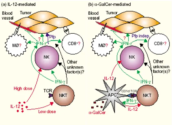 Figure 2: Modèle d’activation des NKT par l’IL-12 (a) ou l’ α-GalCer (b).  
