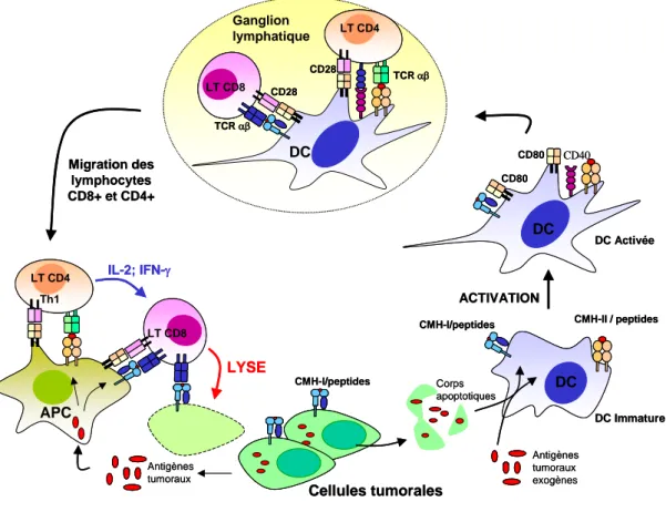 Figure 8 : Activation de la réponse immune adaptative par les cellules dendritiques : 