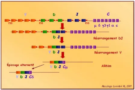 Figure 10 : Réarrangement des fragment VDJ du TCR. 