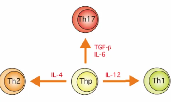 Figure 13 : Différenciation TH1/TH2/TH17 