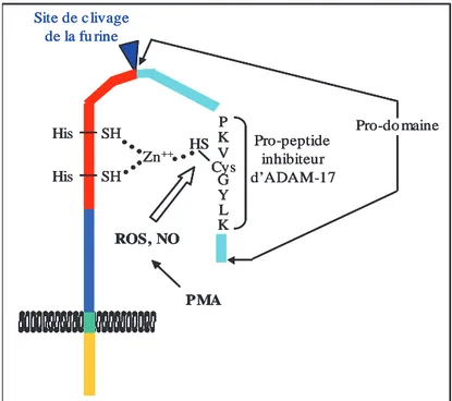 Figure  8 :  mécanisme  possible  de  l’activation  d’ADAM-17  par  les espèces réactives de l’oxygène (ROS) et le monoxyde d’azote  (NO) (selon Zhang et al., 2001)