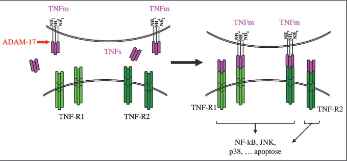 Figure 9 : le TNF  lié à la membrane (TNFm) et le TNF  soluble (TNFs) lient tous les deux le TNF-R1 et le  TNF-R2