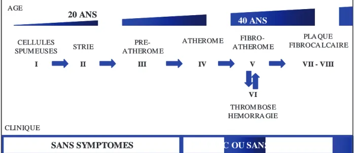 Figure 17 : génèse de la plaque athéroscléreuse, séquence proposée par H.C. STARY  