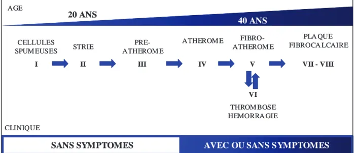 Figure 17 : génèse de la plaque athéroscléreuse, séquence proposée par H.C. STARY  