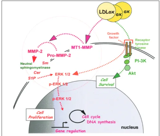 Figure 22 : la voie de signalisation induite par les LDLox et conduisant à la  prolifération des CMLs (selon Auge et al., 2004) 