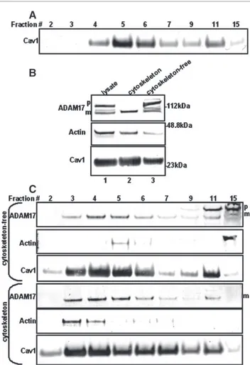 Fig. 4 – Furin activates ADAM17 in lipid rafts. (A) Furin-flag was ectopically expressed in COS-7 cells