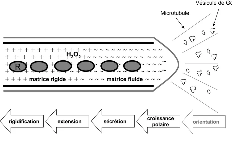 Figure 1.6 : Représentation schématique des étapes de la croissance polaire du cordon d’infection Le  cordon  est  entouré d’une  paroi  primaire  (noir)  et  de  la  membrane  plasmique  (gris)