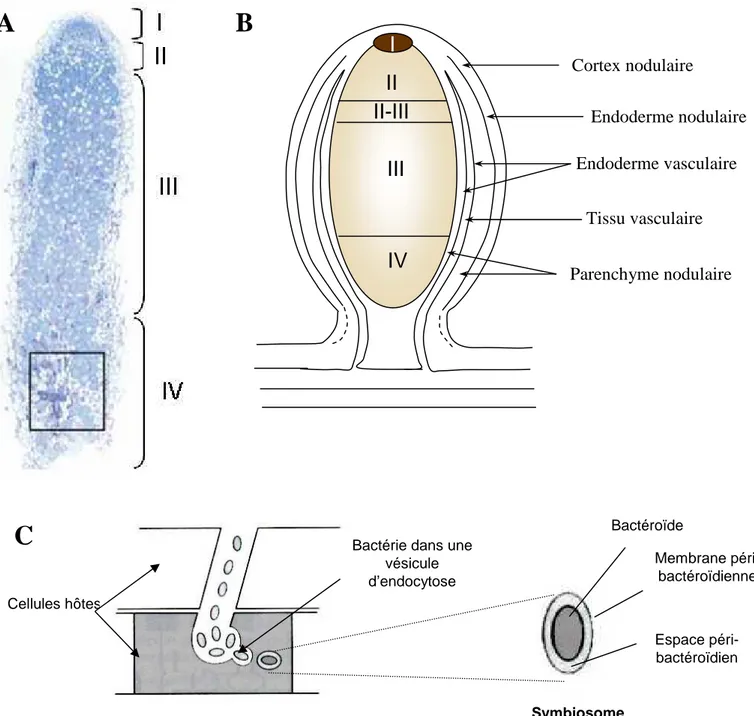 Figure 1.8: Zonation d’un nodule indéterminé et libération des bactéries dans les cellules de la zone II