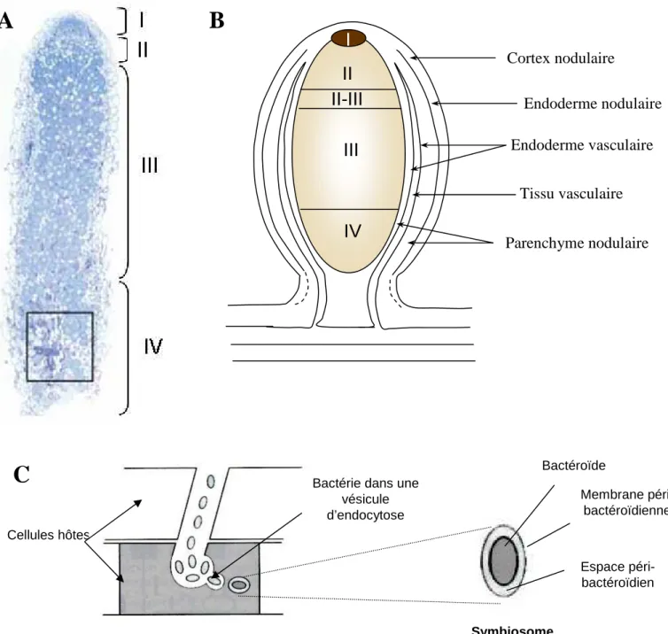 Figure 1.8: Zonation d’un nodule indéterminé et libération des bactéries dans les cellules de la zone II