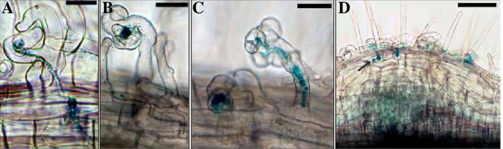 Figure 1.9: Défauts de l’initiation et de la maintenance des cordons d’infection chez bit1