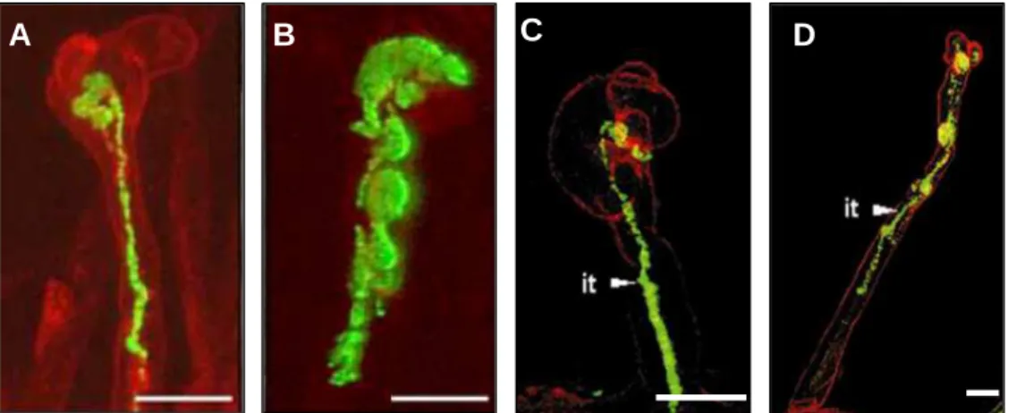 Figure 1.11: Importance des protéines MtNFP et MtDMI3 dans la formation des cordons d’infection A – D : Images en microscopie confocale de poils absorbants infectés par des bactéries S