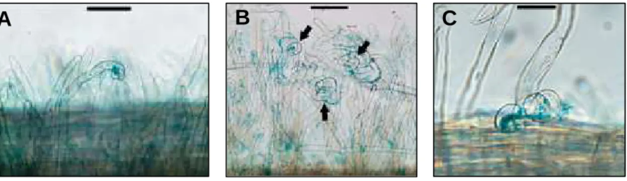 Figure 1.13: Phénotype symbiotique du mutant nin de M. truncatula  (d’après Marsh et al., 2007)