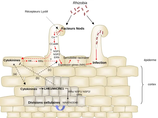 Figure  1.15  :  Modèle  présentant  les  gènes  impliqués  dans  l’infection  et/  ou  la  nodulation  et  leur  participation aux voies de signalisation aux FNods et aux cytokinines (d’après Frugier et al., 2008) La perception des facteurs Nods (FNods) p