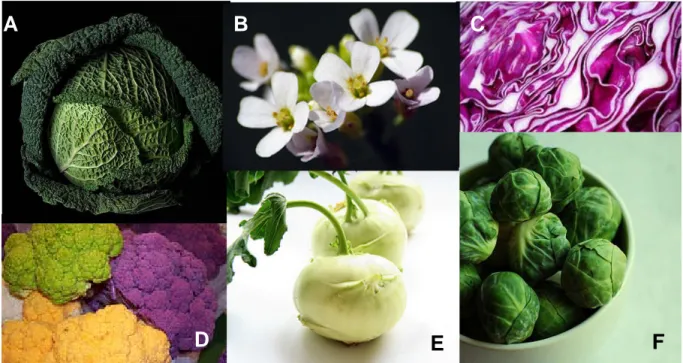 Figure 1 : Quelques exemples de Brassicacées cultivées et la plante modèle 