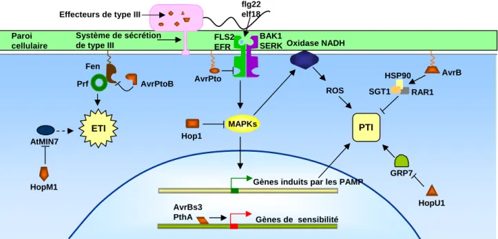 Figure 4 : Signalisation de la réponse basale et cibles de certains effecteurs de type III  connus.